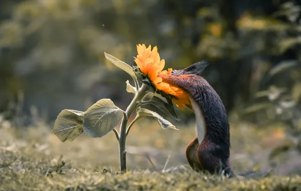 Flower, nature, pose, interest, glade, sunflower, stem, protein