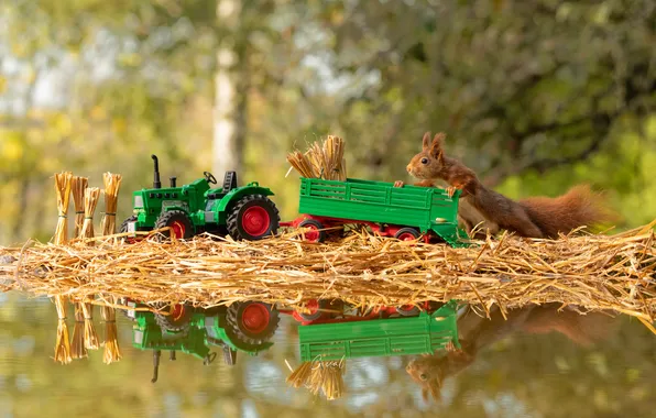 Look, water, nature, pose, reflection, toy, protein, hay