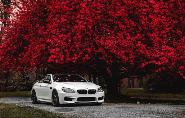 Picture bmw, f13, m6