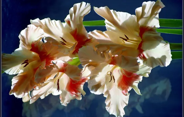 Flowers, background, gladiolus