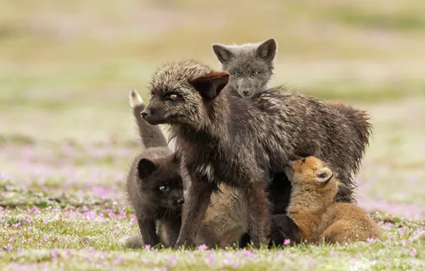 Look, flowers, pose, glade, Fox, kids, mom, Fox