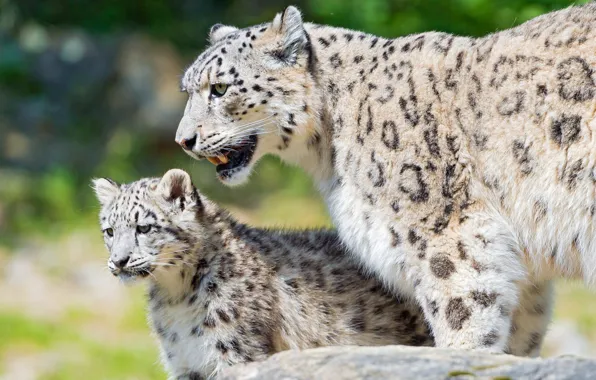 Cat, look, nature, stones, background, baby, security, snow leopard