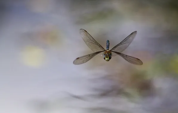 Background, dragonfly, insect, in flight