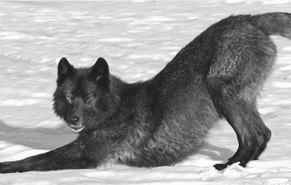 Nature, face, animal, wolf, wildlife, head, fur, mammal
