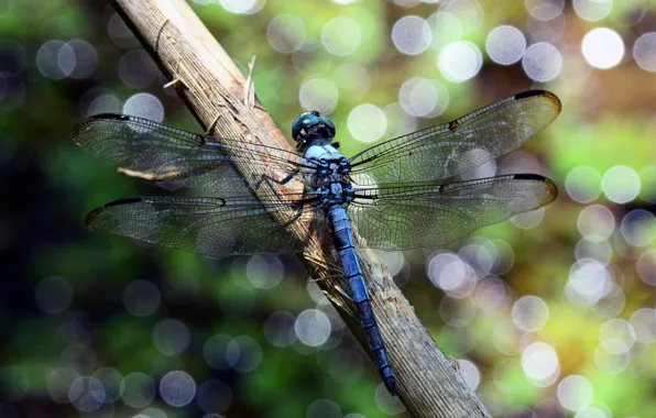 Picture macro, blue, lights, dragonfly, stems, bokeh, Wallpaper from lolita777
