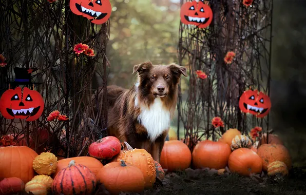 Autumn, look, branches, nature, pose, Park, dog, pumpkin