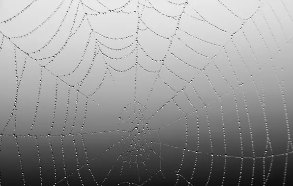 Spider, night, web