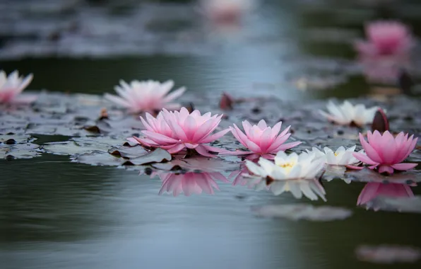 Flowers, pond, pink, water lilies, pond, bokeh, water lilies, nymphs