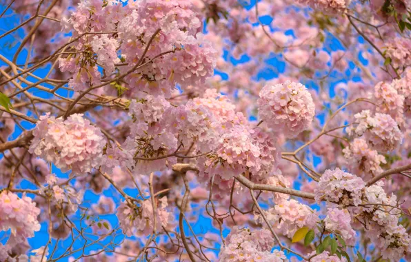 Flowers, branches, spring, pink, flowering, pink, blossom, flowers