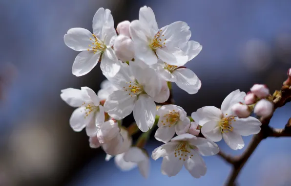 Picture flowers, branches, spring, white, Apple, flowering, in bloom