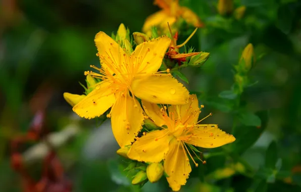 Macro, St. John's wort, Macro, Yellow flowers, Tutsan, Yellow flowers