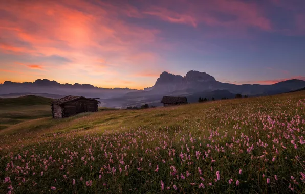 Picture grass, sunset, flowers, hills, tops, the evening, slope, Alps
