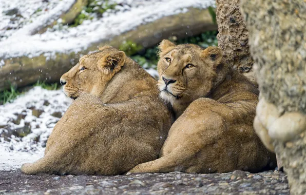 Look, snow, cats, pair, lioness, ©Tambako The Jaguar