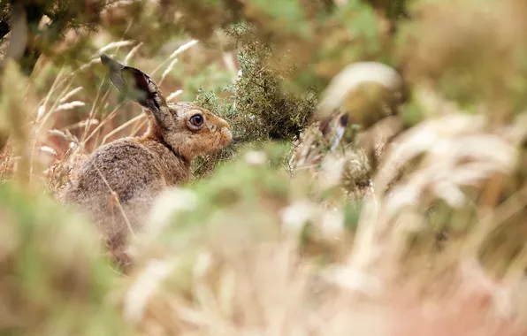 Summer, nature, hare