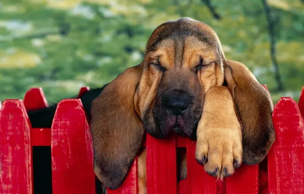 Face, the fence, paw, ears, the Bloodhound