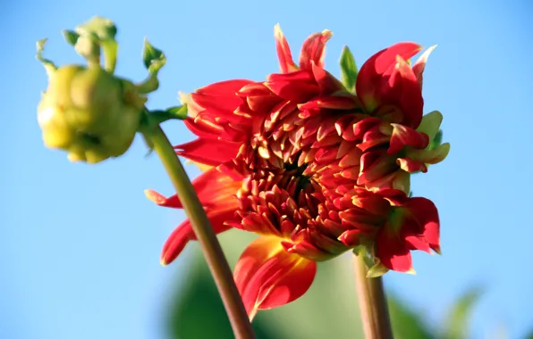 The sky, flowers, red, buds, dahlias