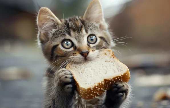 Cat, look, pose, kitty, grey, legs, bread, face