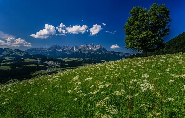 Flowers, mountains, tree, Austria, Alps, meadow, Austria, Alps