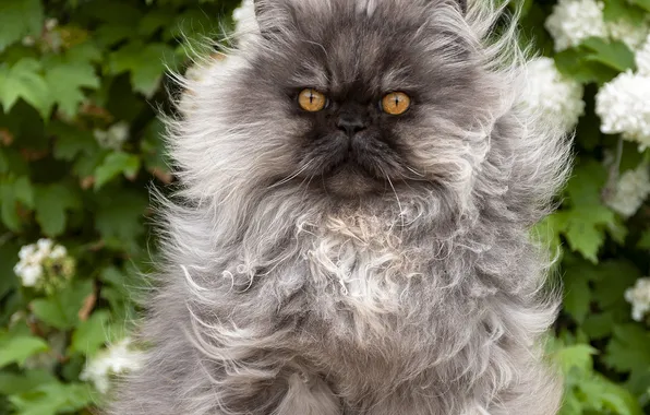 Cat, cat, look, flowers, pose, grey, Bush, fluffy
