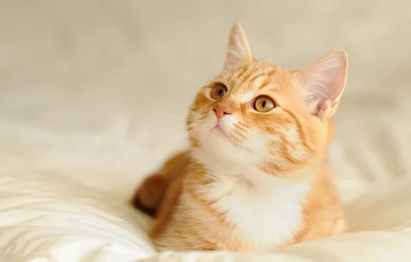 Cat, look, pose, kitty, portrait, red, bed, lies