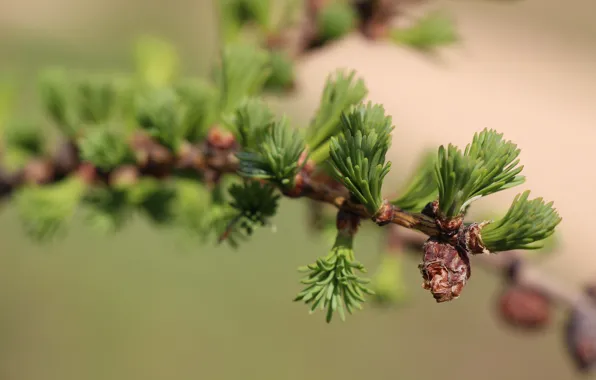 Picture needles, green, Fir