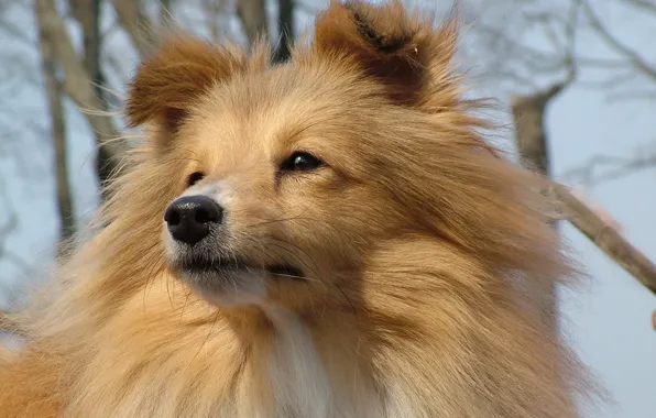 Face, shepherd, Scottish, Sheltie