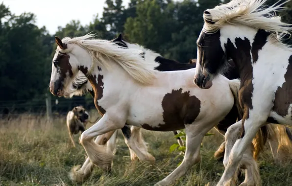 Picture GRASS, WHITE, SPOT, COLOR, HORSE, CORRAL, The HERD, MANE