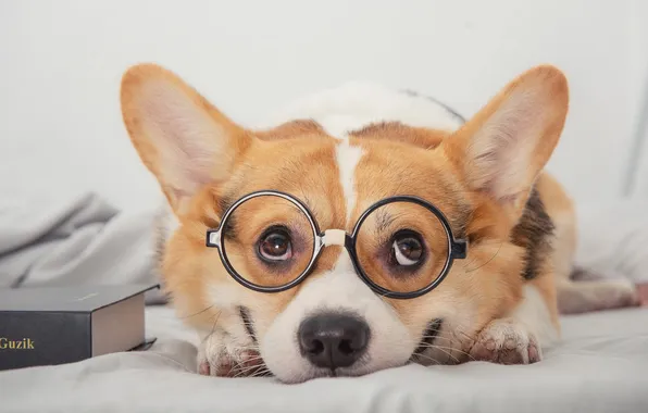 Look, nature, pose, smile, dog, glasses, lies, book
