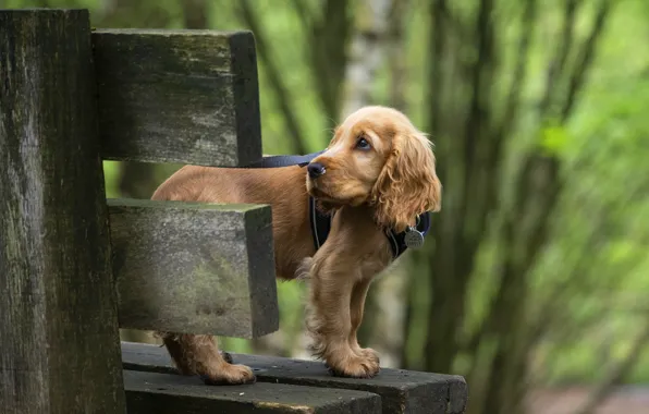 Look, bench, nature, pose, dog, shop, puppy, collar