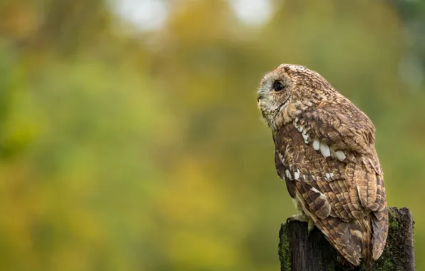 Nature, pose, background, owl, bird, stump, bokeh, owl