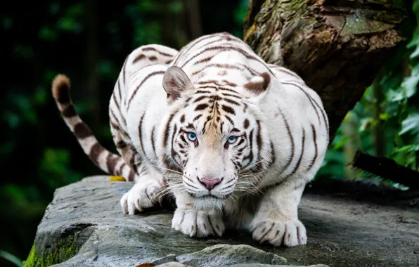 White, look, face, tiger, pose, stones, tree, paws
