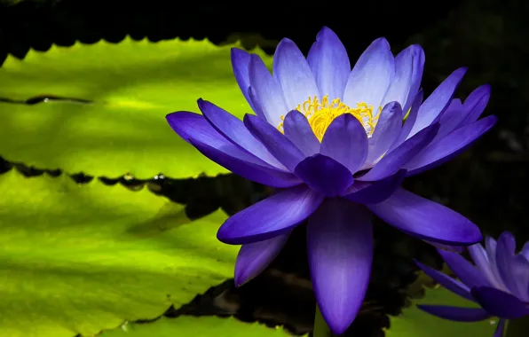 Flower, leaves, macro, light, pond, petals, Lily, pond