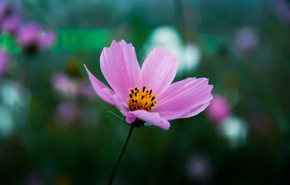 Picture flower, nature, tenderness, stem, Ural