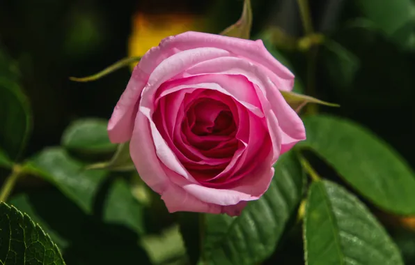 Flower, leaves, pink, rose, one
