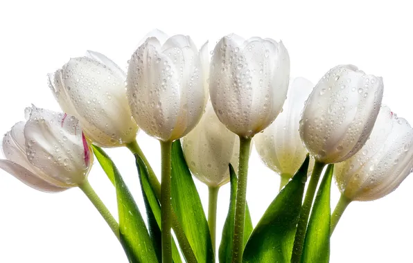 Drops, flowers, bouquet, tulips, white background, white