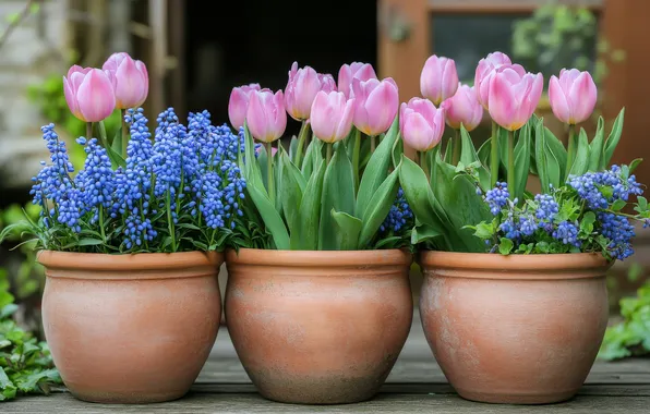 Flowers, house, spring, door, garden, blue, tulips, pink