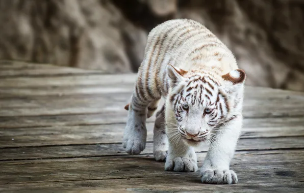 White, look, face, tiger, pose, stones, background, Board