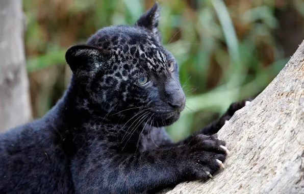 Picture predator, claws, Jaguar, cub, Panthera onca