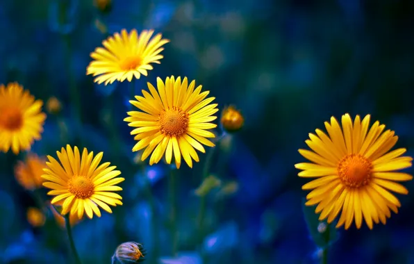 Macro, nature, petals, yellow flowers