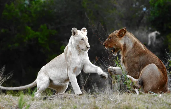 Cats, nature, the game, Leo, fight, pair, Animals, lioness