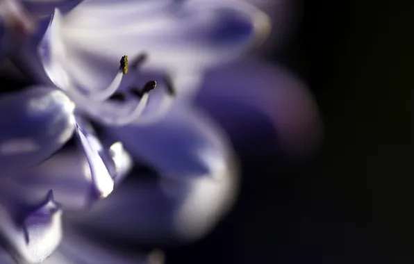 Macro, flowers, nature