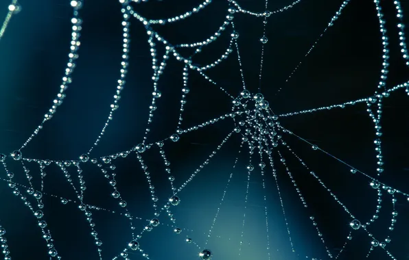 Drops, macro, Shine, web