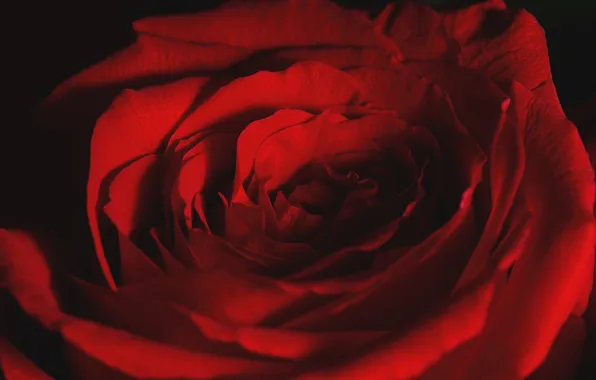 Picture macro, rose, petals, red