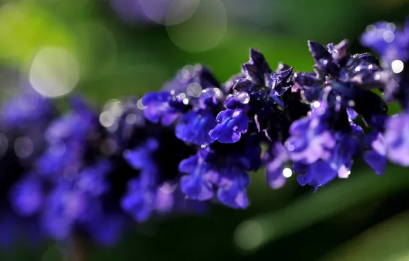 Picture flower, purple, macro, background, branch