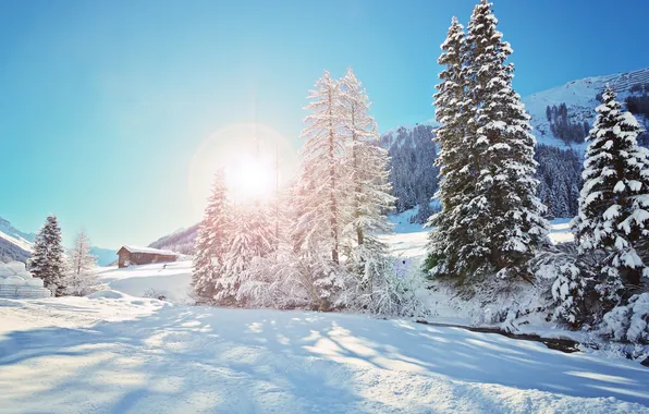 Winter, snow, trees, hut