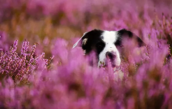 Picture face, dog, bokeh, Heather, The border collie