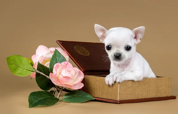 Flowers, box, cute, puppy, Chihuahua