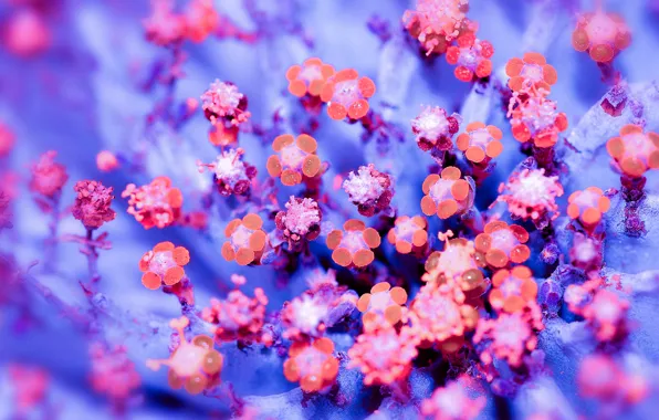 Macro, flowers, paint, petals