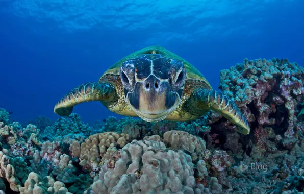 Hawaii, Hawaii, Under water, Underwater world, Maui, Maui, The Green Sea Turtle, Green sea turtle