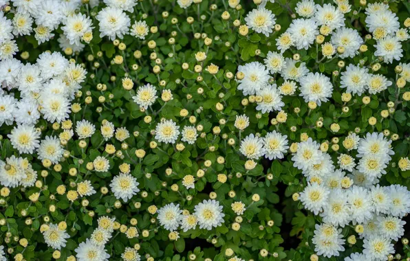 White, flowers, photo, buds, chrysanthemum, a lot
